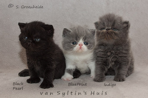 Litter 2013 IC Marvin van Syltin's Huis x CH Durante's Maxime